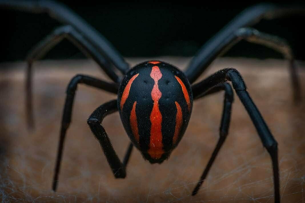 Человек каракурт. Ядовитый паук Каракурт. Каракурт черная вдова. Черная вдова паук и птицеед. Самый опасный паук в мире Каракурт.