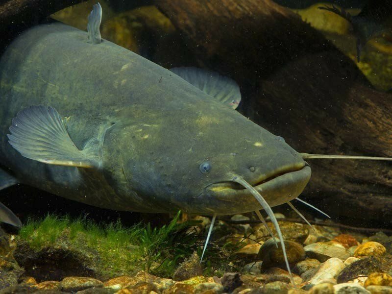 Какая самая пресноводная рыба в калининградской области. Silurus GLANIS. Обыкнове́нный сом Silurus GLANIS). Сом Солдатова Soldatov Catfish. Кэтфиш рыба.