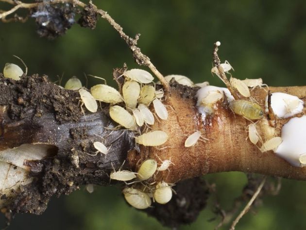 Эффективный способ борьбы с корневой тлей, которая привлекает муравьев в теплицы и губит растения