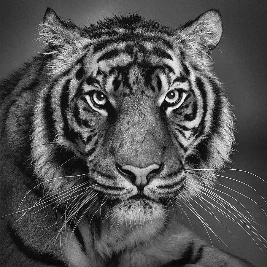Черно белые звери. Черный тигр Кишан. Тигр черно белый. Черно белые картины. Красивые черно белые картины.
