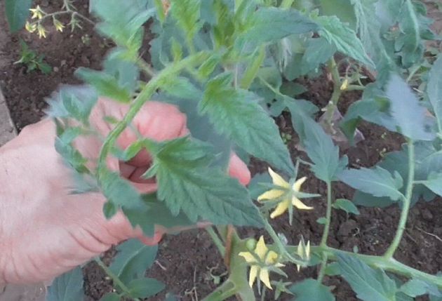 Выполняйте эти три простых правила и помидоров будет завались! Томаты уход и выращивание на даче. Как выращивать томаты в огороде на даче.