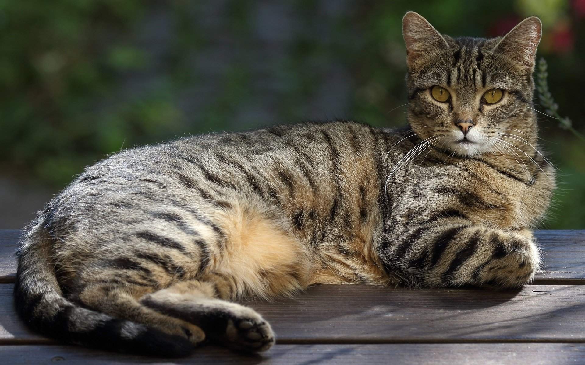 Кошка в полоску порода. Полосатый кот беспородный. Европейская короткошерстная кошка. Европейская короткошерстная тигровая черный. Серый полосатый кот порода.