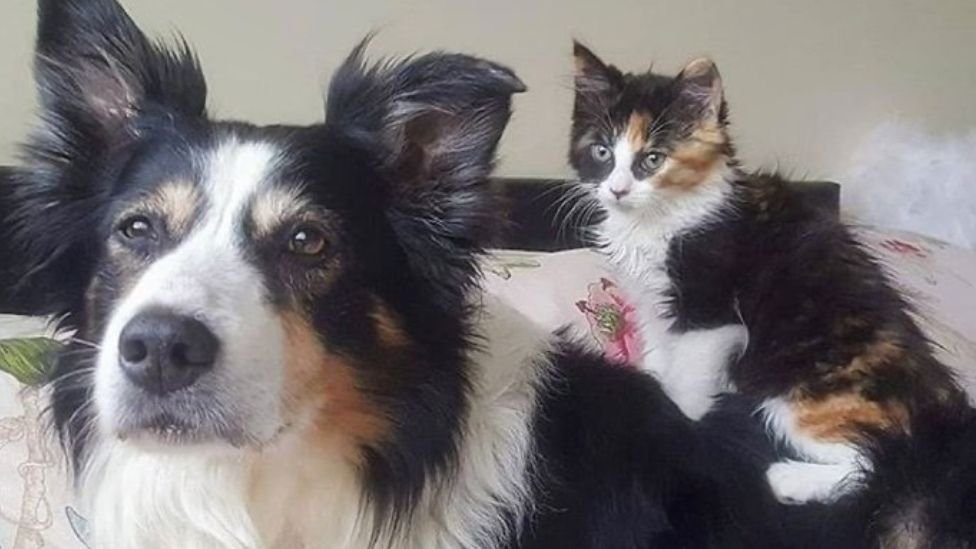 История о замечательной дружбе одной собаки и котёнка, которые похожи друг на друга