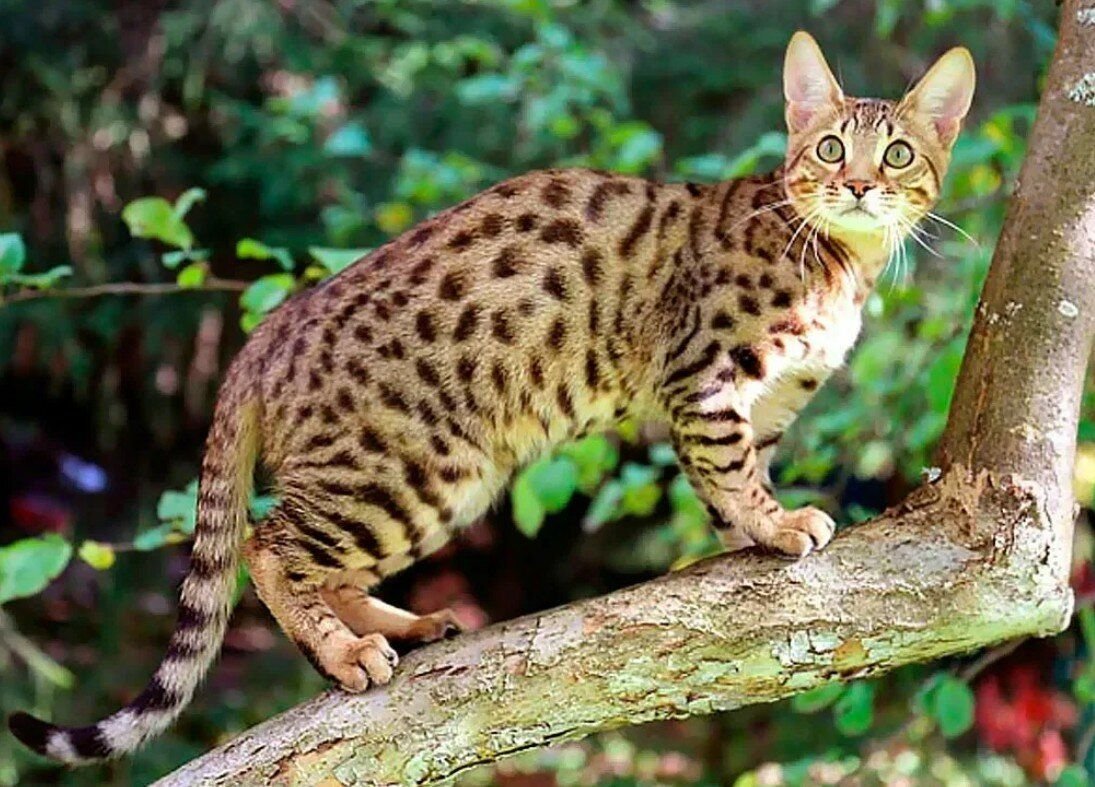 Рассмотрите фотографию пятнистой кошки породы бенгальская. Табби Серенгети. Серенгети Бенгальская. Серенгети (порода кошек). Котята породы Серенгети.