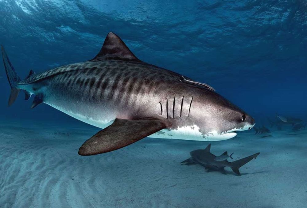 Тигровая акула опасна для человека