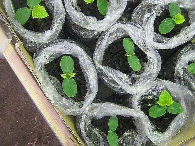 Отличная уловка, как выращивать крепкую, здоровую рассаду огурцов, которая не вытягивается, а потом легко приживается