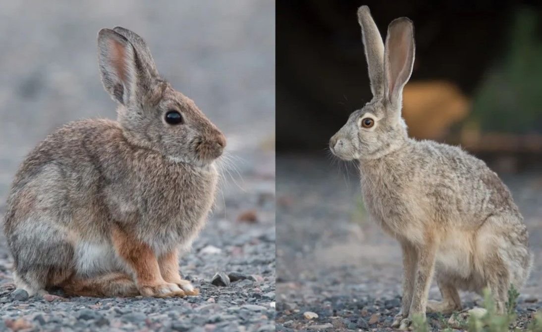 Различие зайца и белки. Rabbit Hare разница. Bunny Hare Rabbit разница. Заяц и кролик. Заяц против кролика.