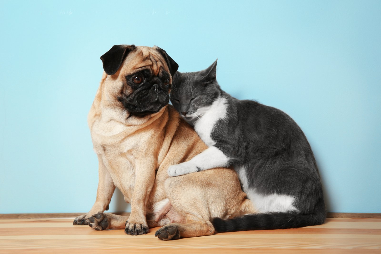 Породы животных кошек и собак. Мопс и кот. Мопс и кошка. Кот и собака. Собака с кошкой дружат.
