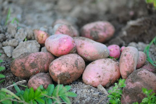 Рекомендации. Если посеять это после картофеля, то почва вновь станет плодородной