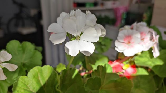 Легкий способ вырастить карликовую пеларгонию Нано Вайт, описание сорта, секреты для скорого цветения