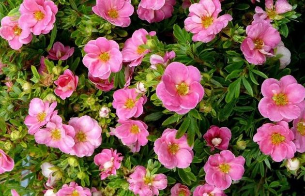 10 красивоцветущих кустарников которые украсят ваш сад