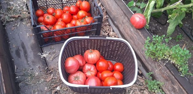 Чтобы томаты выросли крупными, сладкими и мясистыми, важно провести для них обязательную питательную подкормку