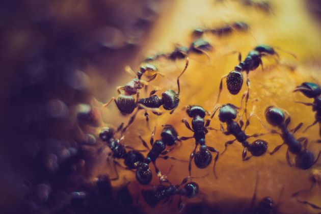 3 эффективных способа избавиться от муравьев на огороде