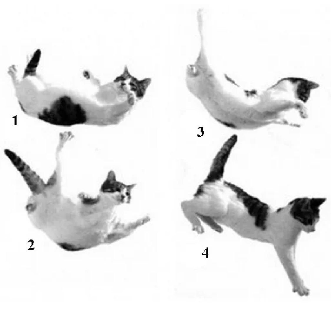 Рефлексы котов. Кошка приземляется на лапы. Кошки всегда приземляются на лапы. Кошка падает на лапы. Падение кошки.