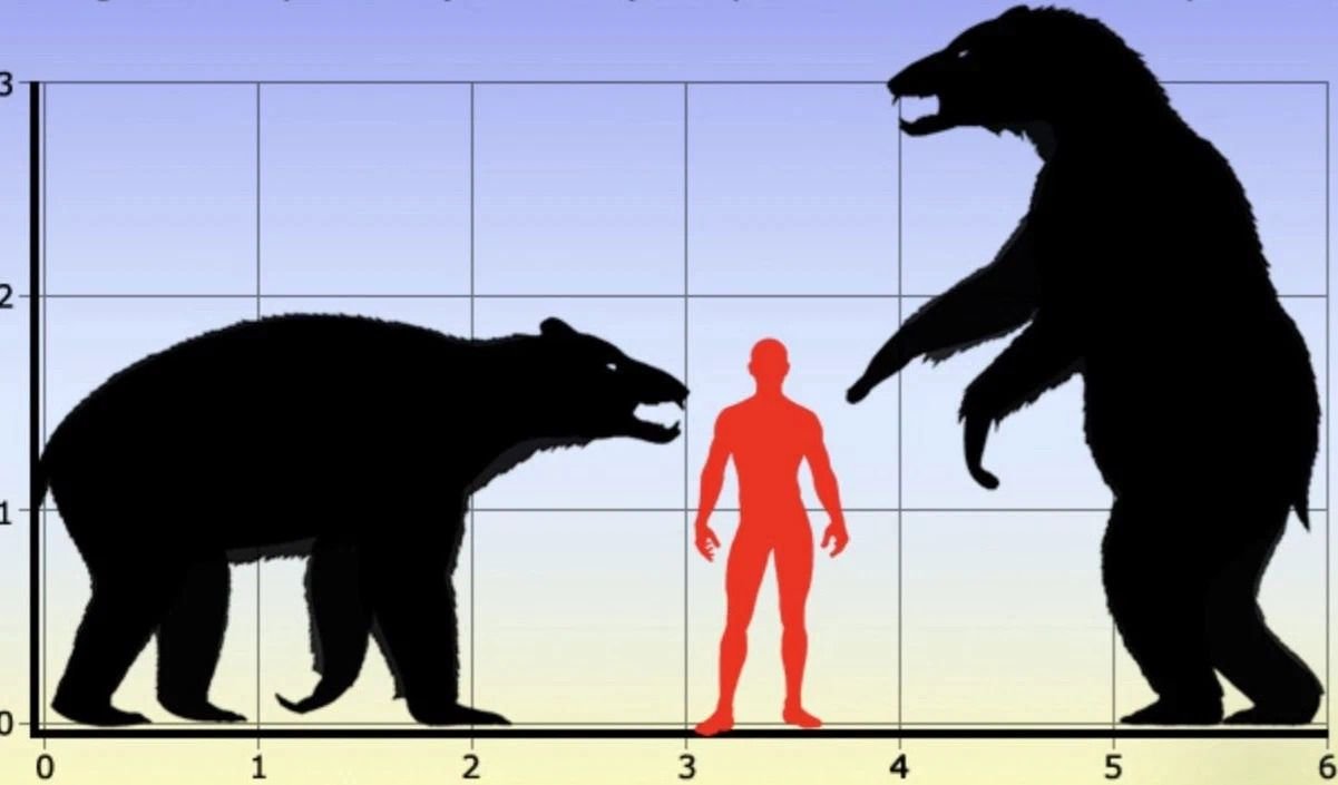 Метры по сравнению с человеком. Гигантский Короткомордый медведь Арктодус. Урсус пещерный медведь. Пещерный медведь Размеры. Бурый Короткомордый медведь.