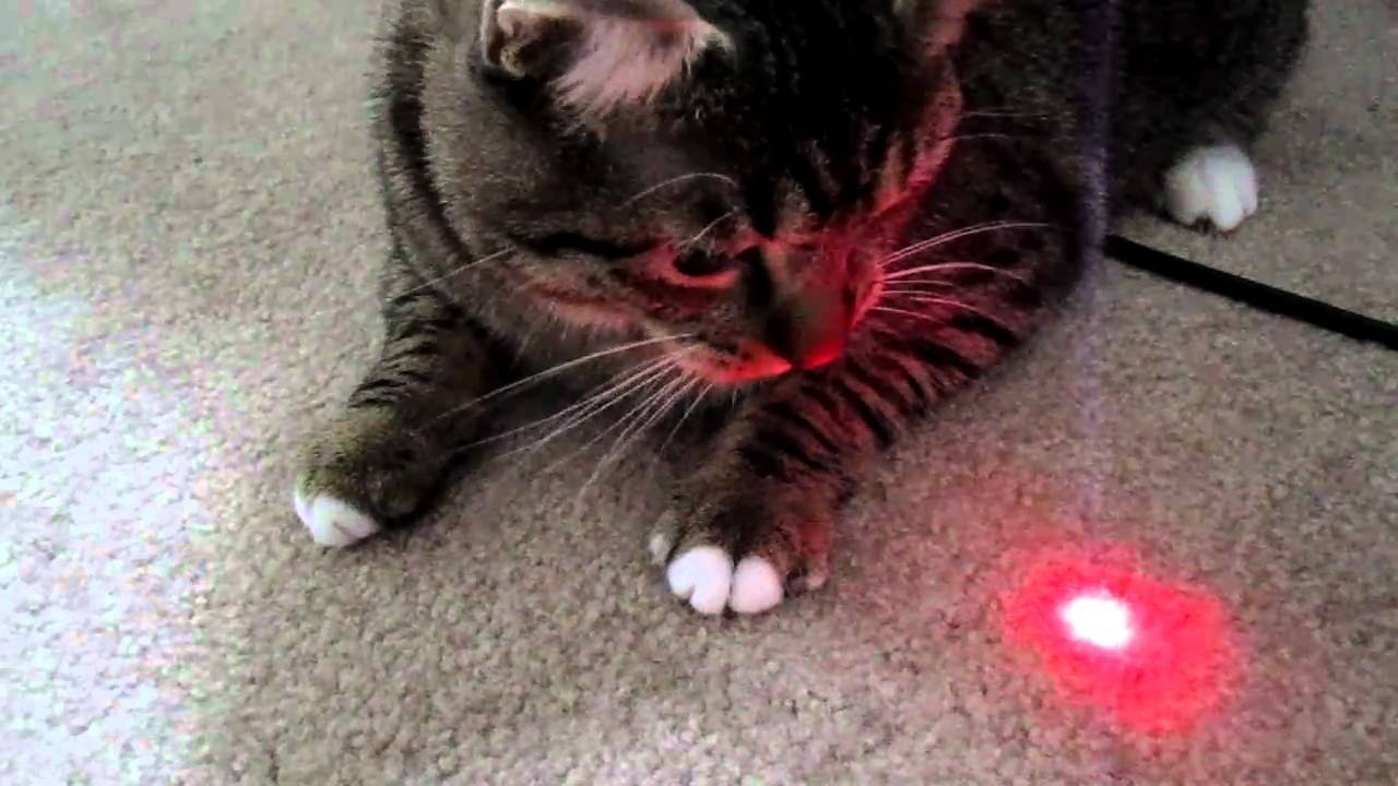 Указки видео. Лазерная указка для кота. Кот и лазер. Котик с лазером. Кот играется с лазером.