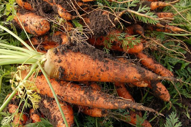 Как получить хороший урожай моркови?
