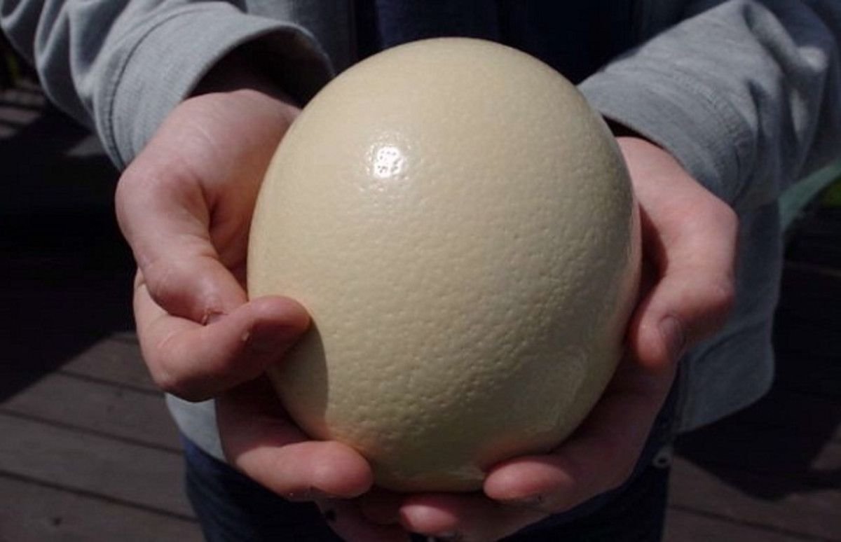 Самое сильное яйцо. Яйцо страуса. Большие куриные яйца. Самое большое яйцо. Страусиное яйцо на Пасху.
