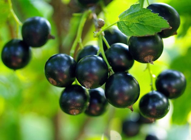 5 секретов обильного плодородия черной смородины. Урожай радует год от года