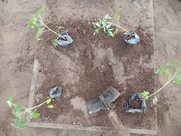 Новые эксперименты на даче: как посадить 4 томата на одну лунку