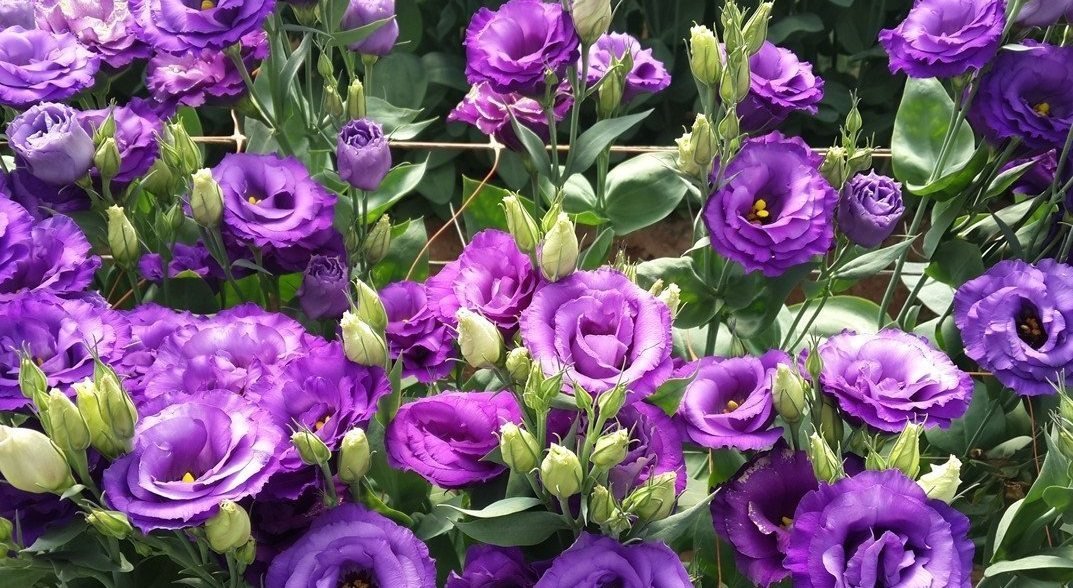 Эустома – великолепное растение, способное украсить любую клумбу своими нежнейшими цветками