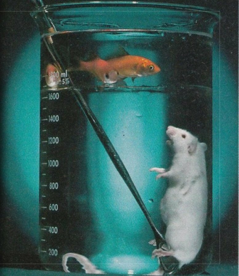 Мышь в воде. Перфторуглерод жидкостное дыхание. Аквариум для крысы с водой. Крыса в воде.