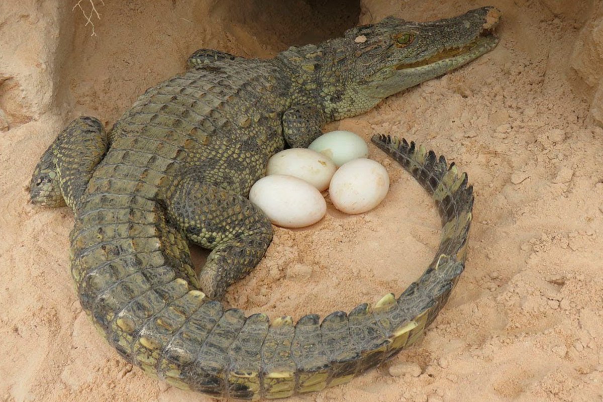 Собака пресмыкающихся. Нильский крокодил яйца. Гребнистый крокодил размножение. Нильский крокодил с потомством. Нильский крокодил маленький.