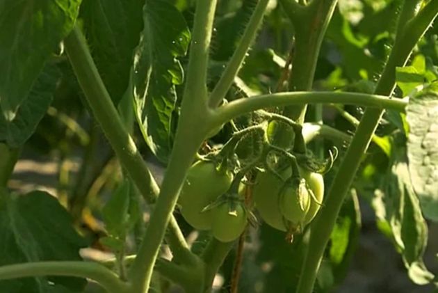 Правила ухода за томатами в жару для сохранения урожая. Также помидорам нужны особые подкормки