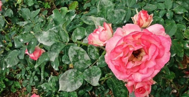 Несколько распространенных проблем с розами и методы борьбы с ними