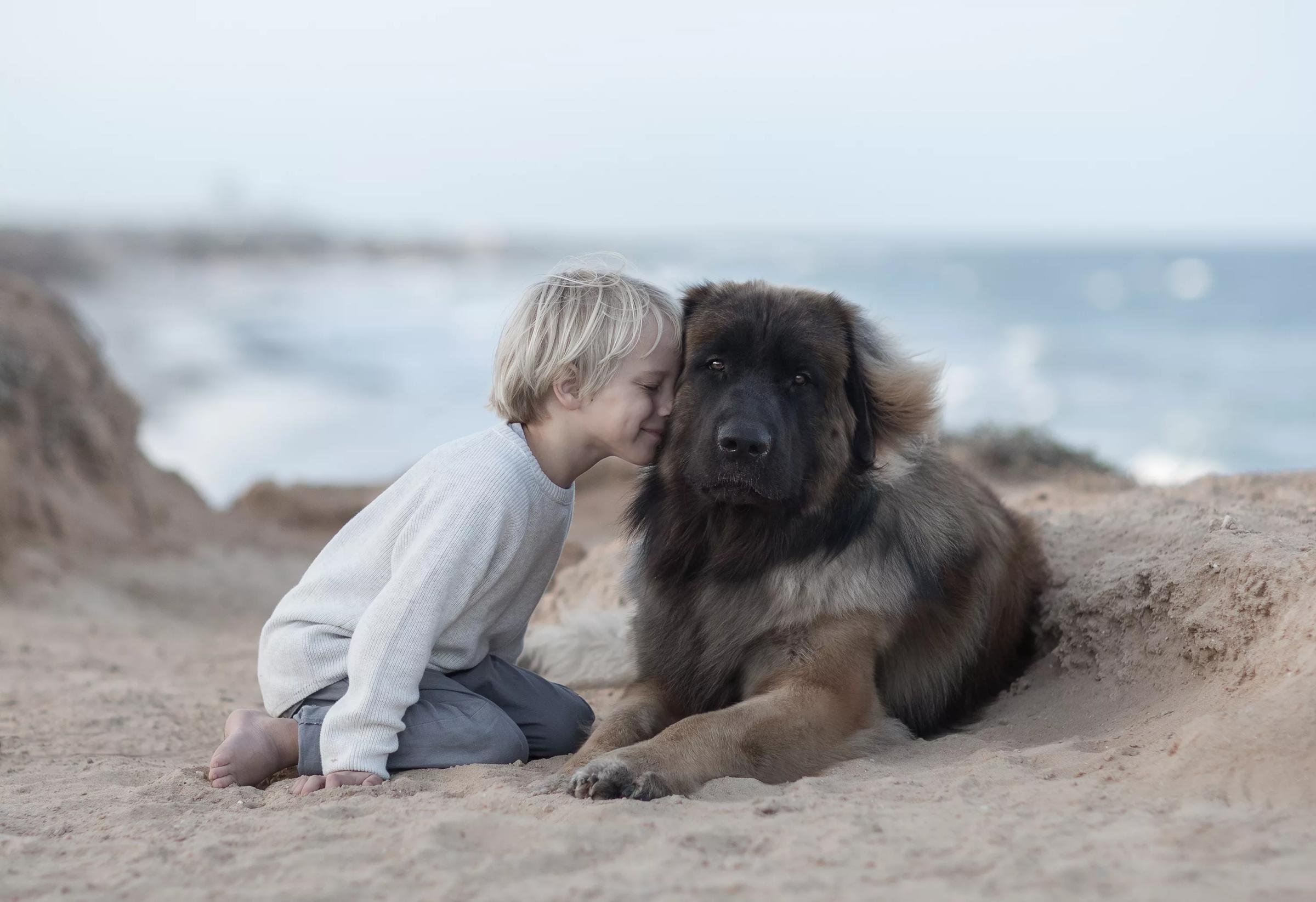 Самая добра картинка. Леонбергер море. Девочка и большая собака. Собака друг человека. Мальчик и большая собака.