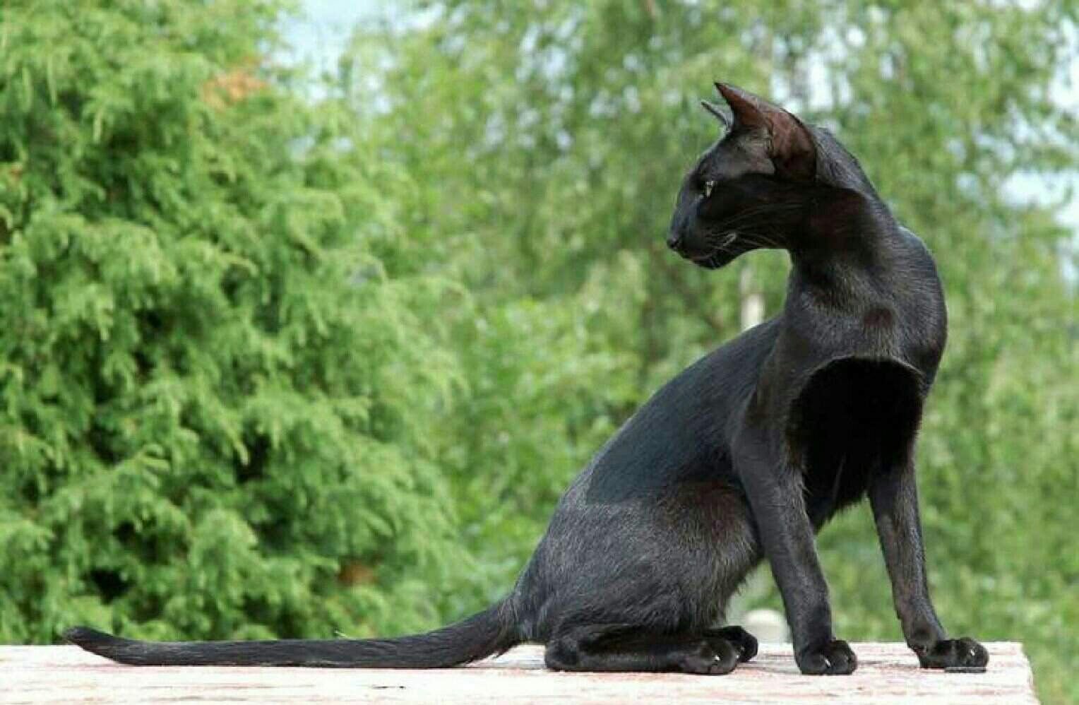 Красивая грациозная. Ориентальная кошка эбони. Черный ориентальный кот. Ориентальная короткошерстная кошка. Ориентальная кошка (Ориентал).