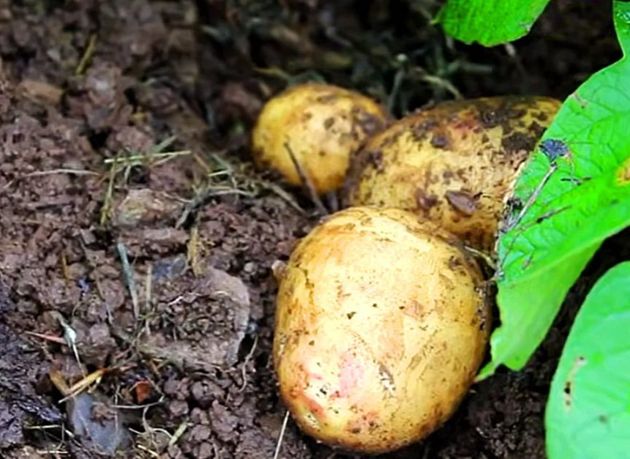 Простые хитрости, от которых урожай картофеля на 100% увеличится