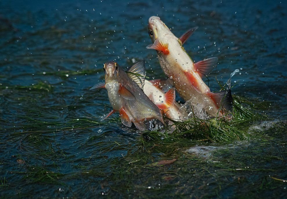 Ловить рыбу во время нереста