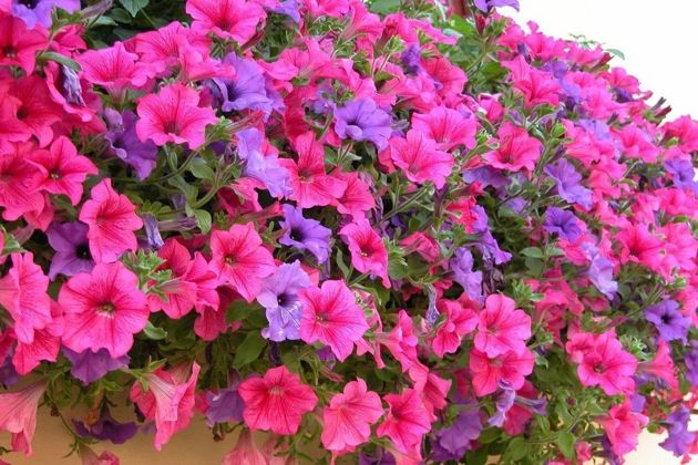 2 эффективные подкормки петунии в летний сезон для пышного цветения