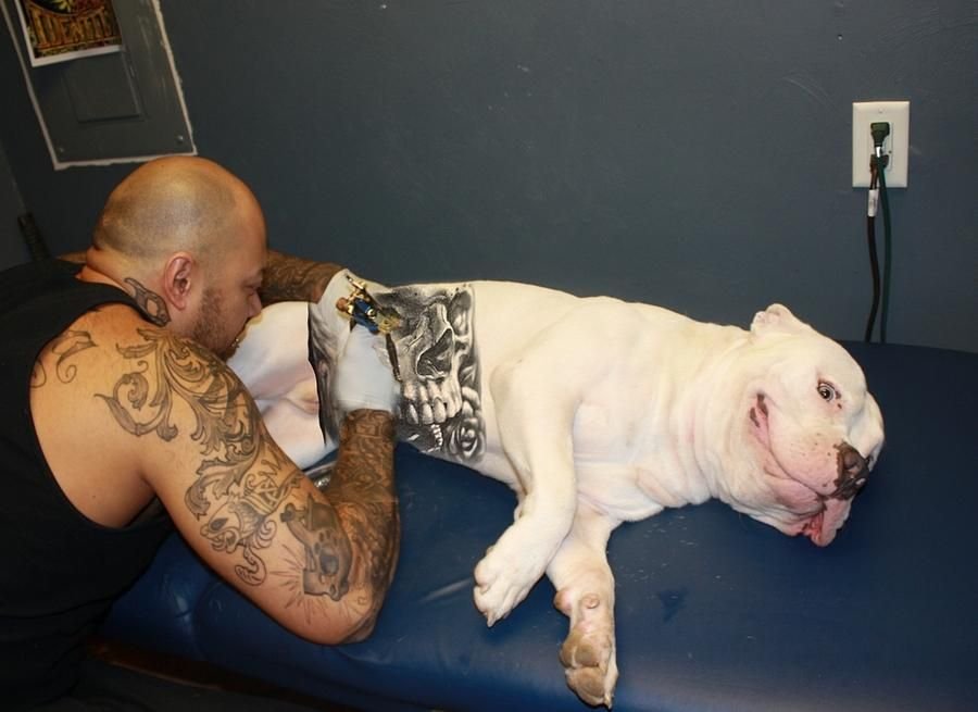 Большой туту. Татуировки животных. Наколка собака. Собака в татухах. Тату собака на спине.