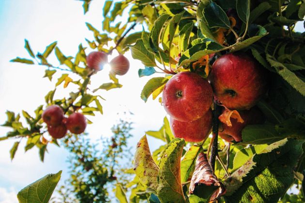Опасные болезни яблонь – как защитить деревья и сохранить урожай