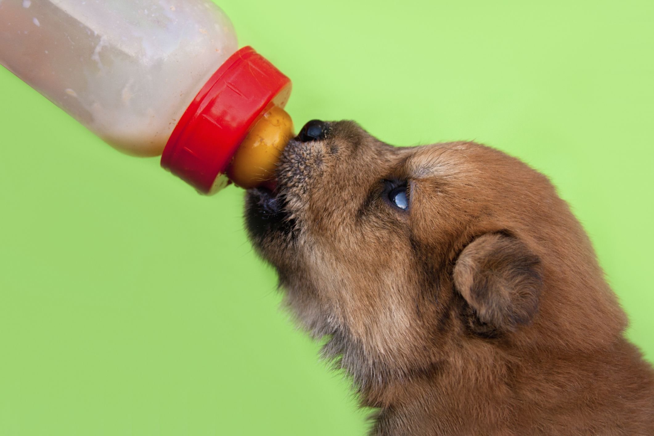 Можно кормить щенка молоком. Щенок пьет из бутылочки. Собачье молоко. Щенок пьет молоко. Щенок пьет молоко из бутылки.