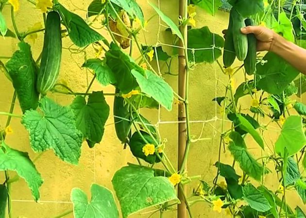 С августа по ноябрь огурцы ярко-зелёные и плодоносят отлично: обработка из аспирина и салициловой кислоты