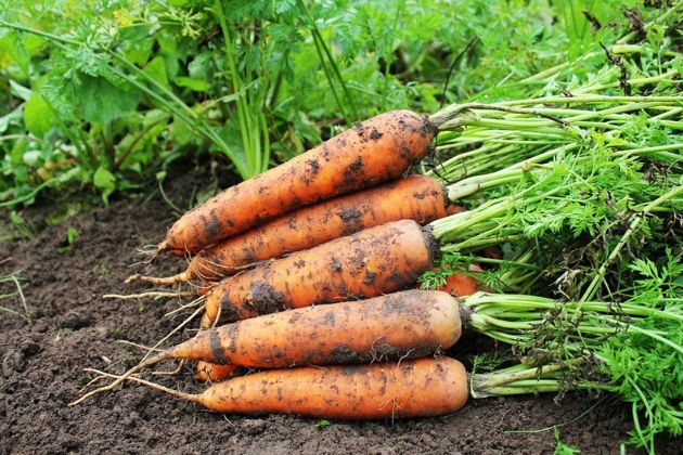 Когда выкапывать морковь: основные признаки зрелости