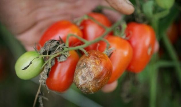 Как защитить томаты от фитофторы