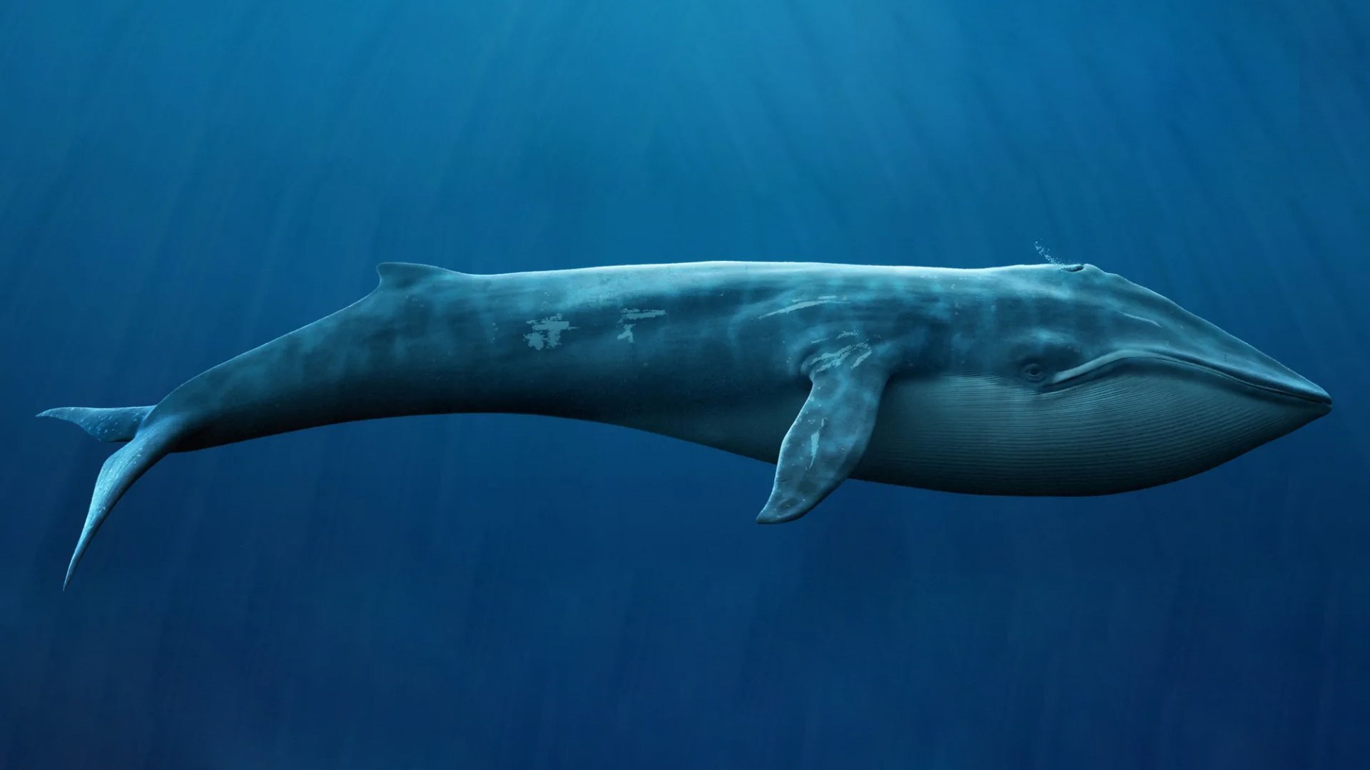 Самое крупное современное животное синий кит. Голубой кит 33 метра. Северный синий кит. Синий кит красная книга. Голубой кит Balaenoptera musculus.