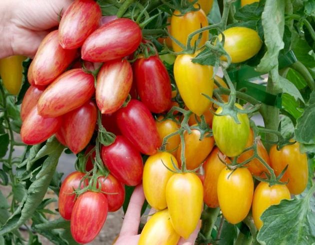 8 сортов томатов, обладающих отличной урожайностью для посадки в следующем году