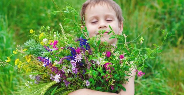 Как вырастить свой собственный мини-луг с полевыми цветами