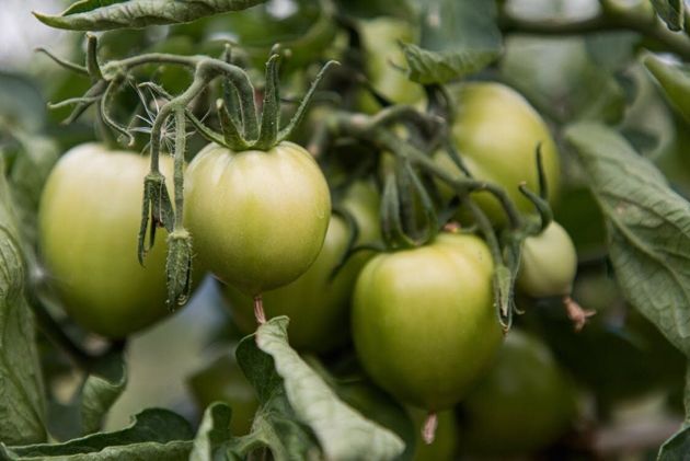 Чтобы помидоры лучше завязались, подкормите их особым способом. Годами собираю отличные урожаи овоща