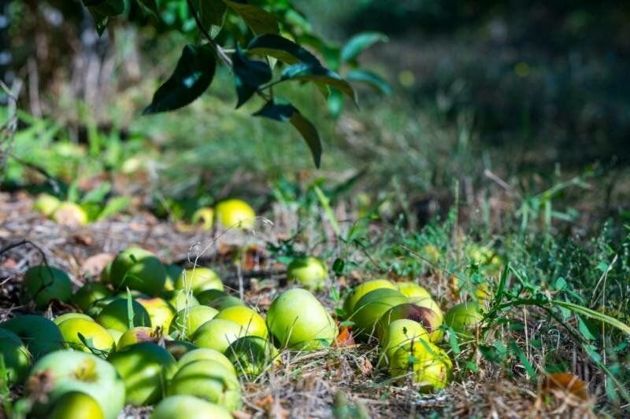 Почему Яблоня сбрасывает недозревшие плоды? Как исправить проблему и собрать хороший урожай