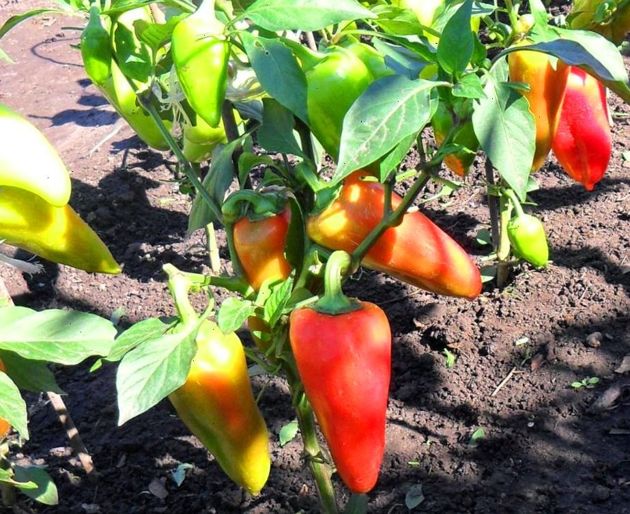 Эффективное средство для полива перца после высадки в грунт: ускоряем рост и получаем шикарный урожай