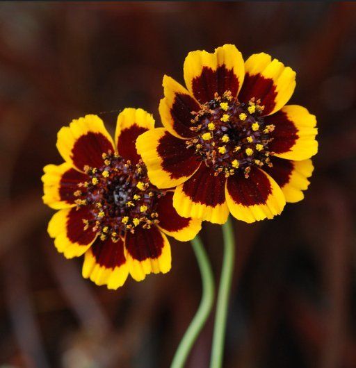 Подборка для вашего сада: 5 необычных и неприхотливых цветов