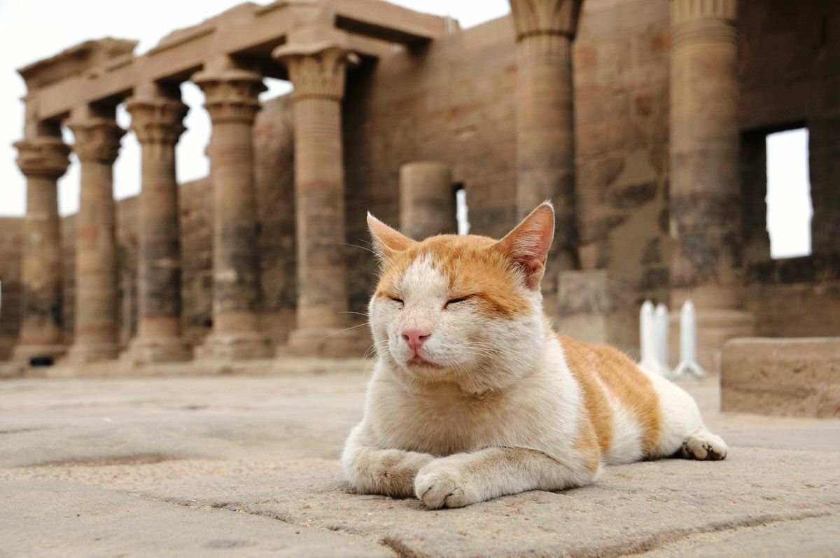 Звуки египта для кошек слушать. Храм Бастет в Египте. Коты в древнем Египте. Храм кошек в Египте. Древнеегипетская Храмовая кошка.