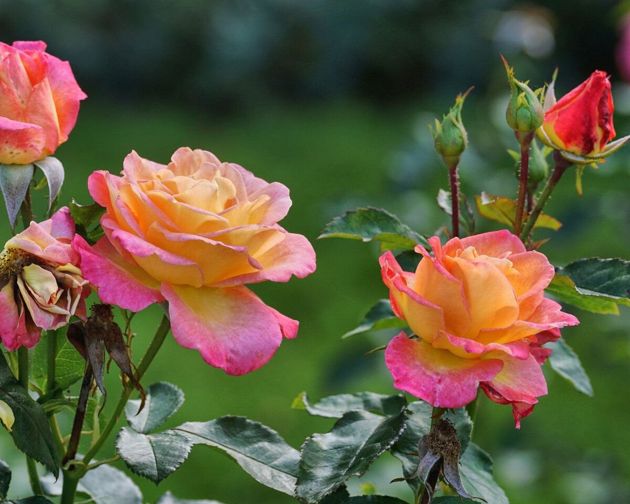 Май - самое время подкормить садовую розу, чтобы получить изумительно красивое цветение. Рассказываю как это делаю я