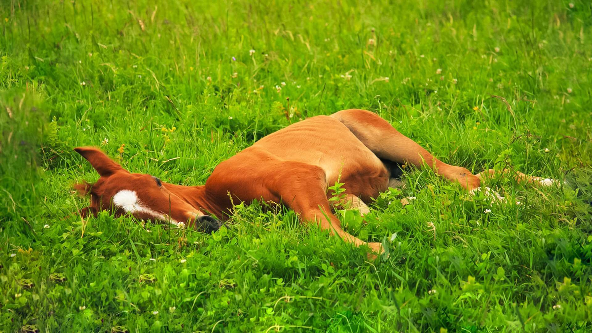 Стой поспать. Конь лежит на траве. Лошадь лежит на траве.